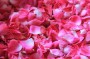 pink-rose-petals